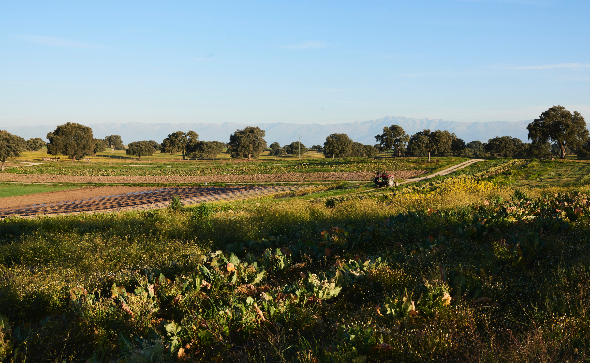 ¿Sabes lo que comes? Las 5 claves de la agricultura ecológica.